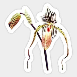 Orchid - Paph Taiwan Sticker